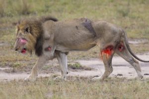 Buffalo Attacks Lion! Crazy Buffalo vs Lion Fight!ㅣSafari HighlightsㅣWild Animal Attacks