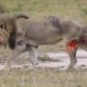 Buffalo Attacks Lion! Crazy Buffalo vs Lion Fight!ㅣSafari HighlightsㅣWild Animal Attacks