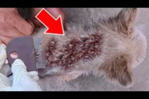 CAN'T BE! Giant Monster MAGGOTS Cleaned From Poor Motherless Puppy! Animal Rescue! Dec 11.2022!