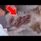 CAN'T BE! Giant Monster MAGGOTS Cleaned From Poor Motherless Puppy! Animal Rescue! Dec 11.2022!