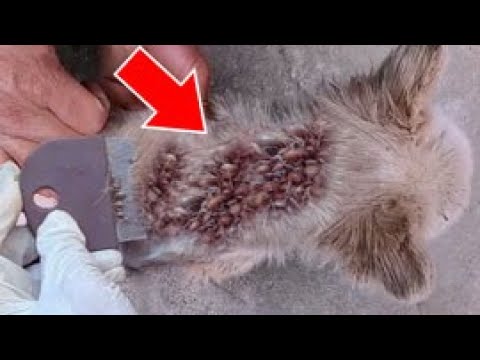 CAN'T BE! Giant Monster MAGGOTS Cleaned From Poor Motherless Puppy! Animal Rescue! Dec 11.2022!