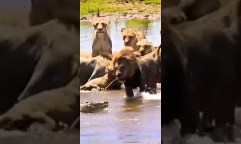 CROCODILE APPROACHES WHEN LIONS WERE EATING#shorts #animals #lion