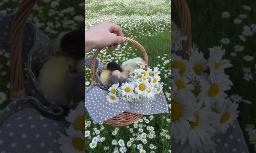 CUTE LITTLE ANIMALS BABY CHICK PLAYING TOGETHER AT ANIMAL FARM#peacockdance#chicken#farmanimals
