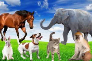 CUTE LITTLE ANIMALS - DOG, CAT, RABBIT, ELEPHANT, COW - ANIMAL SOUNDS