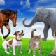 CUTE LITTLE ANIMALS - DOG, CAT, RABBIT, ELEPHANT, COW - ANIMAL SOUNDS