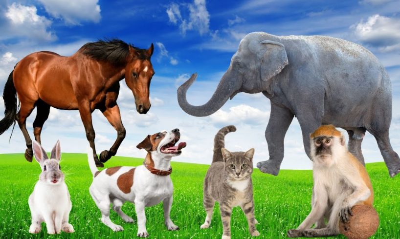 CUTE LITTLE ANIMALS - DOG, CAT, RABBIT, ELEPHANT, COW - ANIMAL SOUNDS