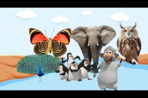 CUTE LITTLE ANIMALS:BUTTERFLY,ELEPHANT,OWL,PEACOCK,SHEEP,PENGUIN EDUCATIONAL ANIMAL VIDEOS ANIMALS