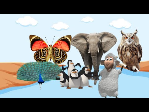 CUTE LITTLE ANIMALS:BUTTERFLY,ELEPHANT,OWL,PEACOCK,SHEEP,PENGUIN EDUCATIONAL ANIMAL VIDEOS ANIMALS