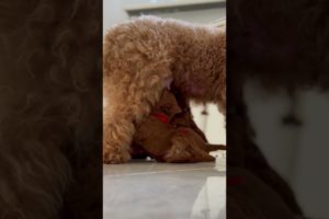 CUTE PUPPIES FEEDING BY MOM