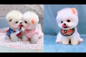 CUTEST PUPPIES EVER ! Soo cute videos ! 🤗🤗😍😍