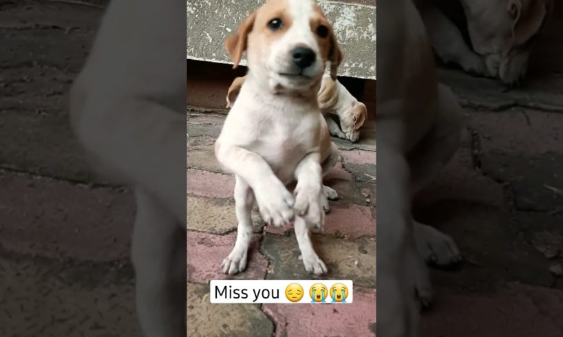 CUTEST PUPPY EVER – We Nearly Wept When We Lost Him