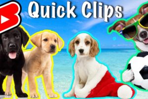 CUTEST Puppies ⚽️🐕 #shorts Labrador Cocker Spaniel Dogs