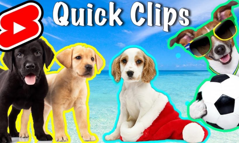 CUTEST Puppies ⚽️🐕 #shorts Labrador Cocker Spaniel Dogs