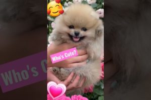 CUTEST Puppy 🥰😘 #shorts Pomeranian Dog in Hand