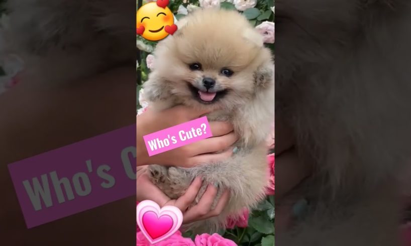 CUTEST Puppy 🥰😘 #shorts Pomeranian Dog in Hand