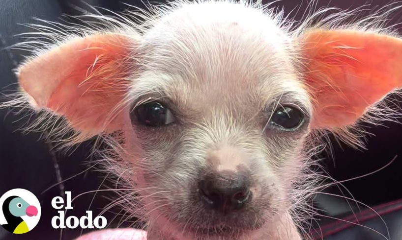 Cachorrita pequeña y sin pelo ahora es la niña más bonita | Pequeño y Valiente | El Dodo