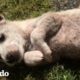 Cachorro rescatado de un canal | El Dodo