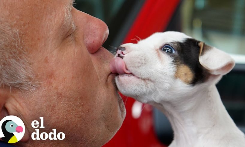 Cachorro valiente es rescatado por los bomberos | Puro Pitbull | El Dodo