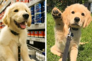 Can You Guess What These Adorable Golden Puppy Are Doing? 🥰😍| Cute Puppies