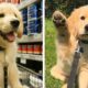 Can You Guess What These Adorable Golden Puppy Are Doing? 🥰😍| Cute Puppies