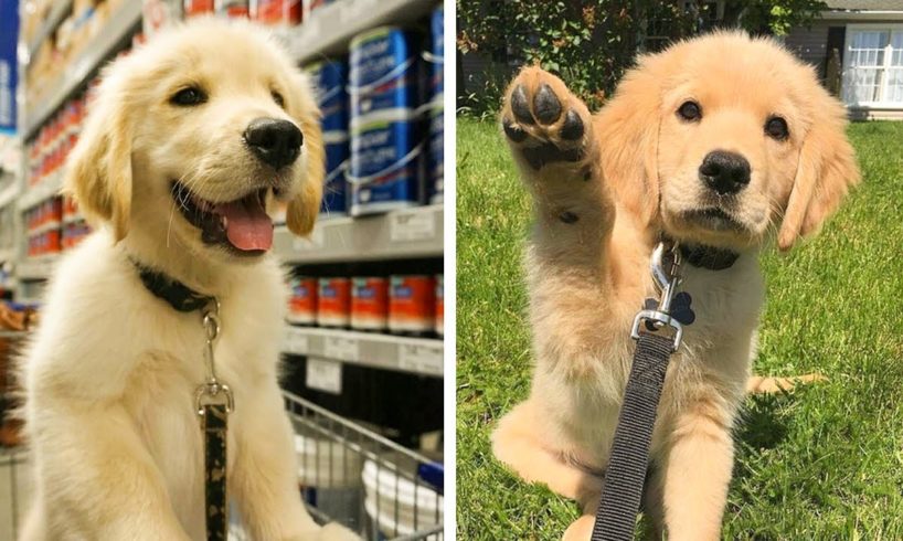 Can You Guess What These Adorable Golden Puppy Are Doing? 🥰😍| Cute Puppies