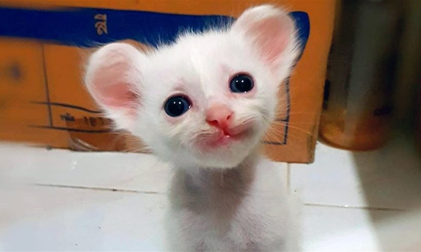 Can You Watch These Funny Pets Without Smiling? 😍 Happy Animals😺
