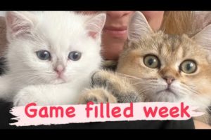 Candy and Marshmallow playing game- Funny Animals Video - Cat - Candy Miyav