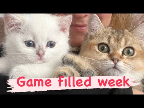 Candy and Marshmallow playing game- Funny Animals Video - Cat - Candy Miyav