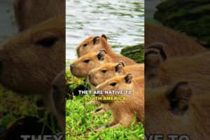 Capybara The Chillest Animal On Earth