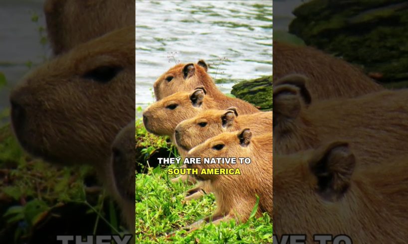 Capybara The Chillest Animal On Earth