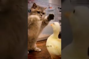 Cat And Duck Fighting Videos | Funny Animals Compilation | Animal Fighting | Cute Animals Yt #shorts