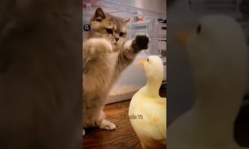 Cat And Duck Fighting Videos | Funny Animals Compilation | Animal Fighting | Cute Animals Yt #shorts