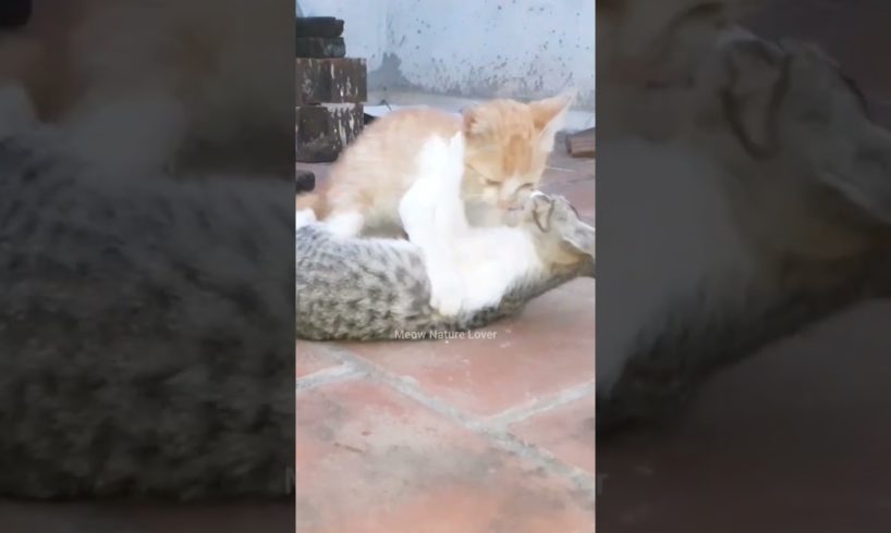 Cats Playing Time 😍 #cats #cat #reels #viral #trending #shorts #catlover #catsofinstagram #animals