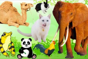 Chill With Familiar Animals:- Frog, Elephant, Cat, Dog, Rabbit, Camel, Giraffe,... - Animal Sounds