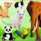 Chill With Familiar Animals:- Frog, Elephant, Cat, Dog, Rabbit, Camel, Giraffe,... - Animal Sounds