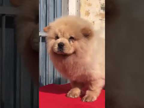 Chow Chow Extraordinary puppy Very Cutest Puppies 💥😻