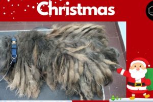Christmas Rescue: Rescue The Dog Was In Pain Before We Gave Her A Groom| Rescue Dog Videos