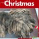 Christmas Rescue: Rescue The Dog Was In Pain Before We Gave Her A Groom| Rescue Dog Videos