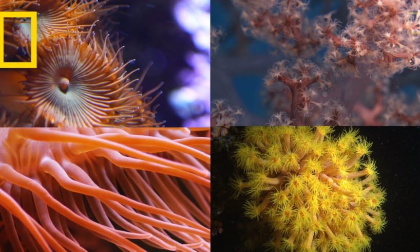 Coral Reefs 101 | National Geographic