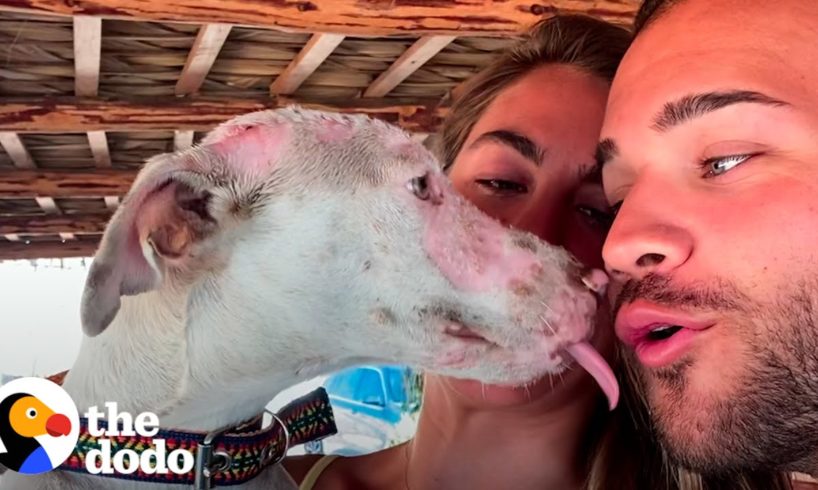 Couple Rescues Terrified Dog And Cries As She Learns To Love | The Dodo Running Back To The Rescue