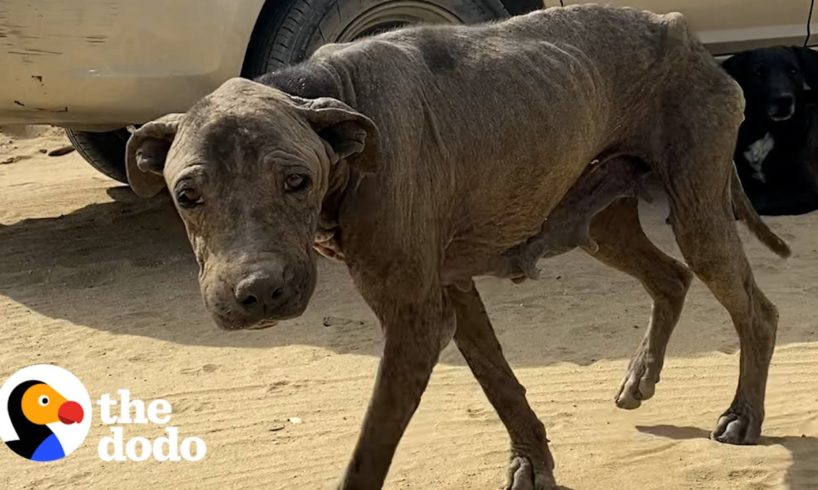 Couple Saves 'Gargoyle' Dog After 8 Years On The Streets | The Dodo Running Back To Rescue