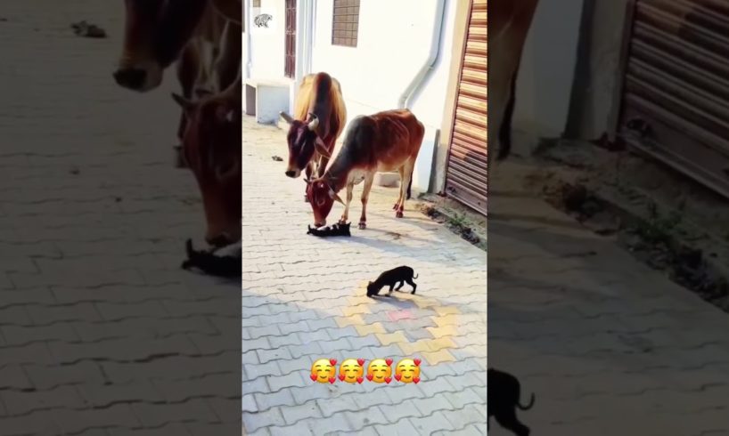 Cow Playing With Little Animals - Via love_birds_again_ (Ig)
