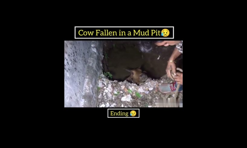 Cow almost faced death😥Animal rescue videos @MRINDIANHACKER @MrBeast @CrazyXYZ #shorts #viral