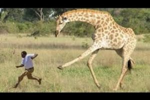 Craziest Animal Fights and Attacks Caught on Camera