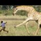 Craziest Animal Fights and Attacks Caught on Camera