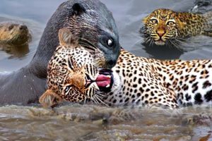 Craziest Animal Fights of All Time 2022