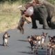Craziest animal fights CAUGHT ON ON CAMERA