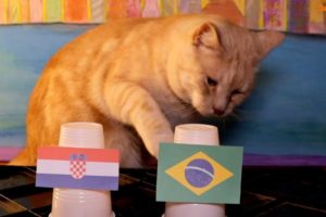 Croatia Vs Brazil - Animals World Cup 2022 Prediction