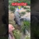 Crocodile 🐊 Attack on Roster 🐔 Animals video #crocodile #animals #youtubeshorts #viralshorts