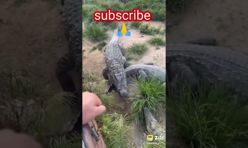 Crocodile 🐊 Attack on Roster 🐔 Animals video #crocodile #animals #youtubeshorts #viralshorts